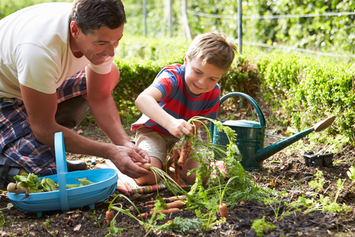 Summer Safety Around the Yard