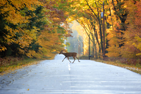 Safe Driving Tips for Deer Season