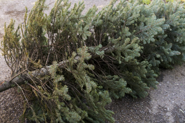 What to do with your Christmas tree